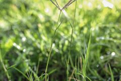 Cynodon dactylon_Joaquim Reberte