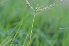 Cynodon dactylon_Joaquim Reberte