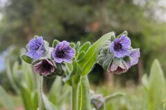 Cynoglossum creticum_Eden Ramirez
