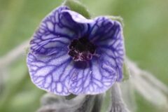 Cynoglossum creticum_Joanjo Garcia CC BY-NC