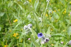 Cynoglossum creticum_Joanjo Garcia CC BY-NC