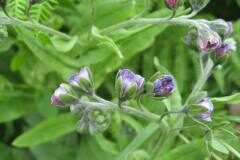 Cynoglossum creticum_Jordi Puyuelo