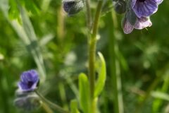 Cynoglossum creticum_Merce Vallicrosa CC BY-NC