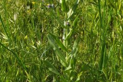 Cynoglossum creticum_Merce Vallicrosa CC BY-NC