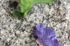 Cynoglossum creticum_Merce Vallicrosa CC BY-NC