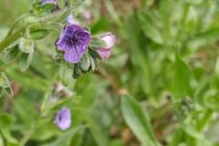 Cynoglossum creticum_Merce Vallicrosa CC BY-NC