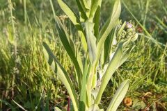 Cynoglossum creticum_Neus Julia 