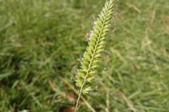 Cynosurus cristatus_Josep Gesti CC BY-SA