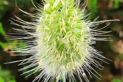 Cynosurus echinatus_Antoni Puig