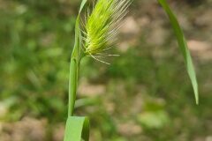 Cynosurus echinatus_Eden Ramirez