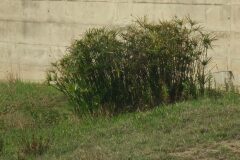 Cyperus alternifolius flabelliformis_Pere Barnola CC BY-SA