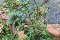 Cyperus eragrostis_Begona Travy CC BY-NC
