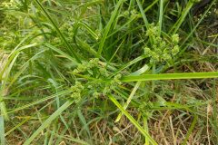 Cyperus eragrostis_Eden Ramirez