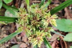 Cyperus eragrostis_Joaquim Reberte CC BY-NC