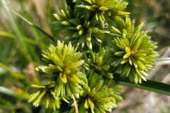 Cyperus eragrostis_Merce Vallicrosa CC BY-NC