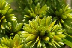 Cyperus eragrostis_Merce Vallicrosa CC BY-NC