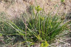 Cyperus eragrostis_Merce Vallicrosa CC BY-NC