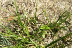 Cyperus eragrostis_Pep Alboquers CC BY-NC