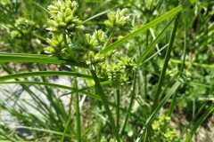 Cyperus eragrostis_Pep Alboquers CC BY-NC