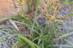 Cyperus esculentus_Merce Vallicrosa CC BY-NC