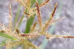 Cyperus esculentus_Merce Vallicrosa CC BY-NC