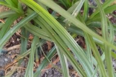 Cyperus esculentus_Merce Vallicrosa CC BY-NC