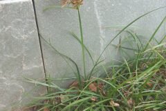 Cyperus esculentus_Pere Barnola CC BY-SA