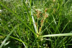Cyperus longus_Josep Llovera CC BY-NC