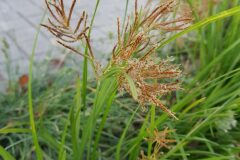 Cyperus rotundus_Roger Vila CC BY-NC