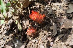 Cytinus hypocistis_Eden Ramirez