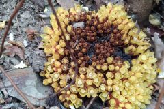 Cytinus hypocistis_Marta Gimenez