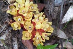 Cytinus hypocistis_Merce Vallicrosa CC BY-NC