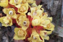 Cytinus hypocistis_Merce Vallicrosa CC BY-NC