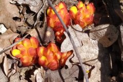 Cytinus hypocistis_Merce Vallicrosa CC BY-NC