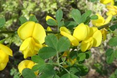 Cytisus arboreus catalaunicus_Anna Llandrich