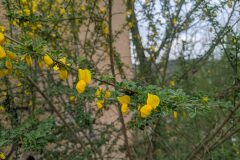 Cytisus arboreus catalaunicus_Katarzyna Zarnowiec CC BY-SA