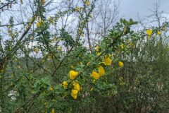 Cytisus arboreus catalaunicus_Katarzyna Zarnowiec CC BY-SA