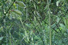 Cytisus scoparius scoparius_Begona Travy CC BY-NC