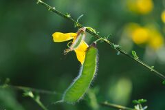 Cytisus scoparius scoparius_Joaquim Reberte