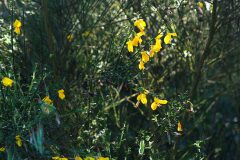 Cytisus scoparius scoparius_Joaquim Reberte