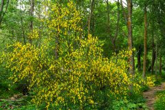 Cytisus scoparius scoparius_Joaquim Reberte