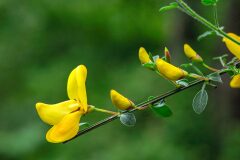 Cytisus scoparius scoparius_Joaquim Reberte