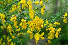 Cytisus scoparius scoparius_Joaquim Reberte