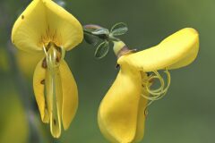 Cytisus scoparius scoparius_Joaquim Reberte