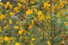 Cytisus scoparius scoparius_Jordi Bassi