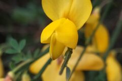 Cytisus scoparius scoparius_Merce Vallicrosa CC BY-NC