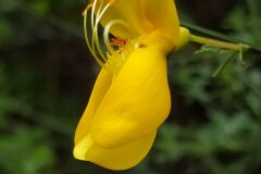 Cytisus scoparius scoparius_Merce Vallicrosa CC BY-NC