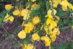 Cytisus scoparius scoparius_Merce Vallicrosa CC BY-NC