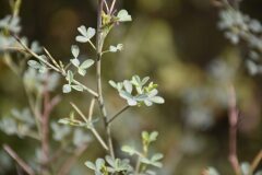 Cytisus spinosus_Gabriel Huguet
