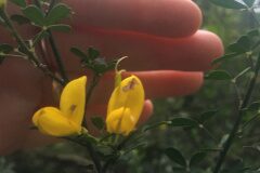 Cytisus spinosus_Gloria Ribes CC BY-NC